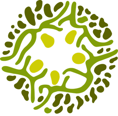 Las Cañadas - Bosque de Niebla