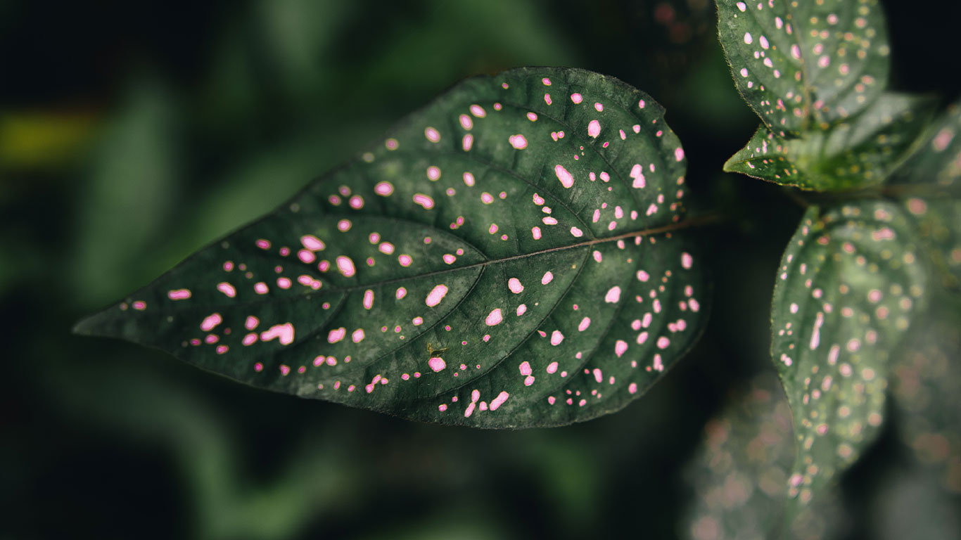 Ecotonos background